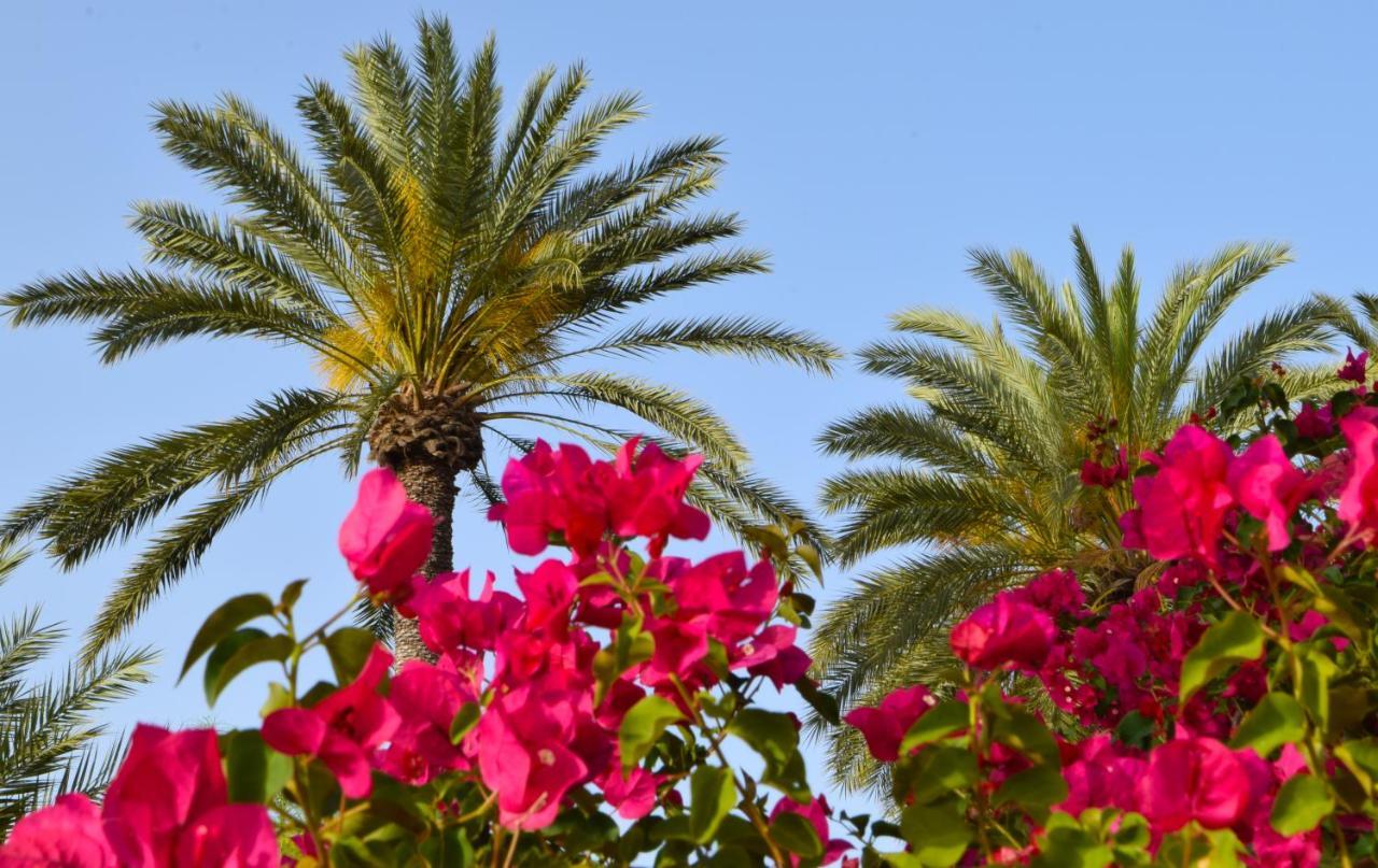 Golden Palms Guest House & Cafe Famagusta  Bagian luar foto